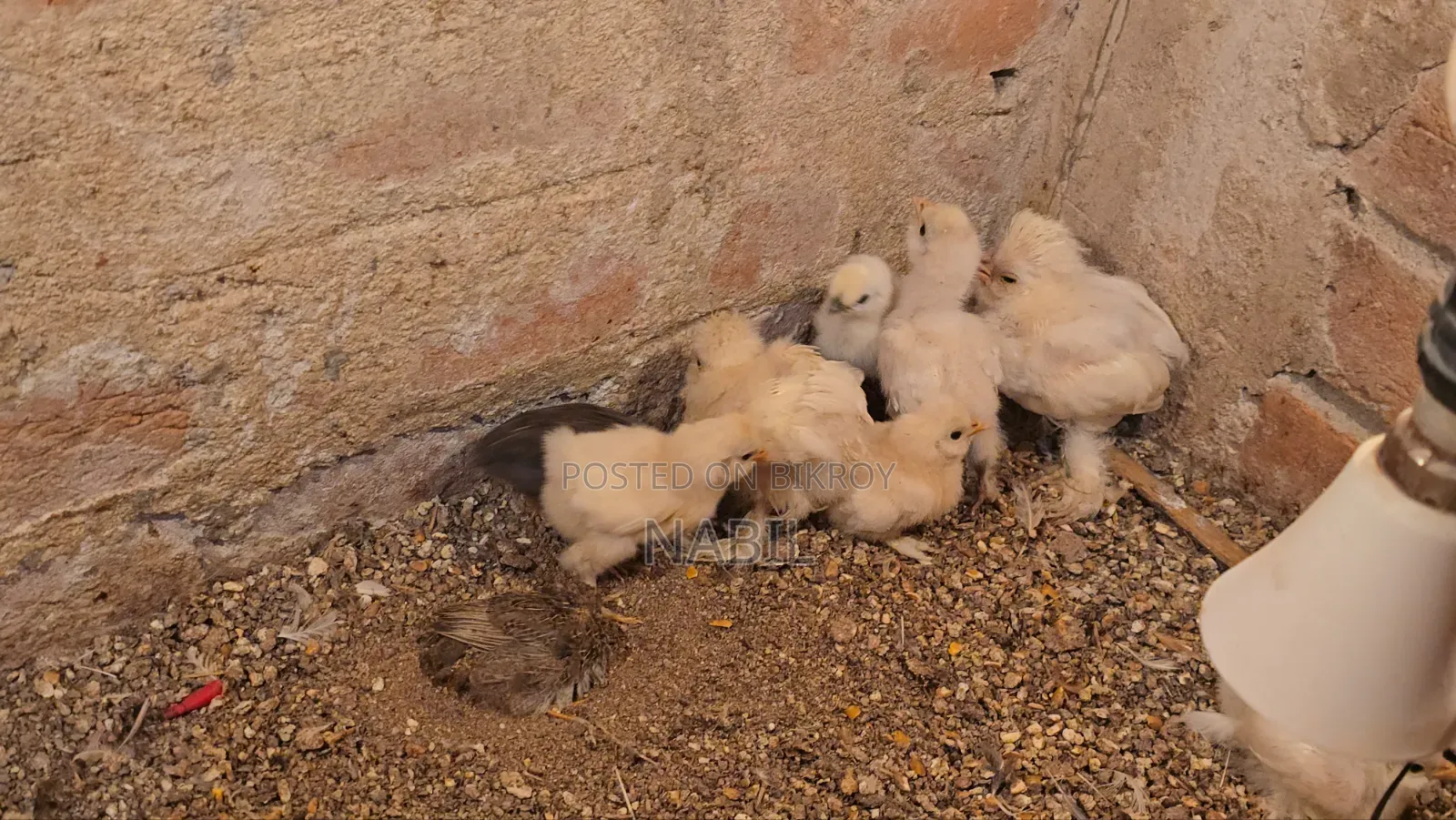 Sultan Chicken