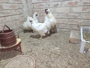 Silky Chicken