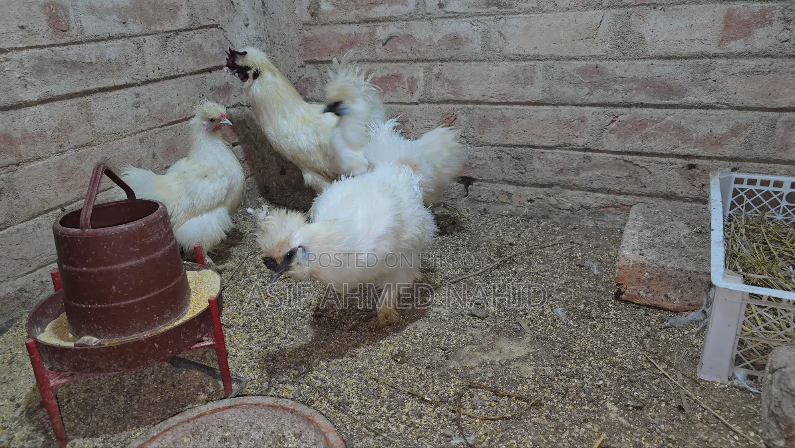 Silky Chicken