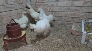 Silky Chicken