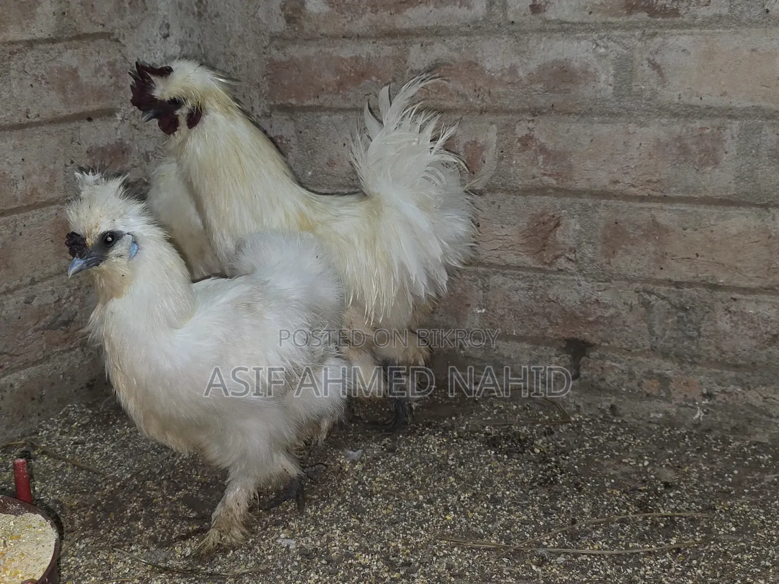Silky Chicken
