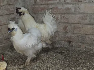 Silky Chicken