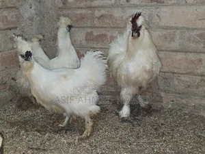 Silky Chicken