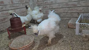 Silky Chicken
