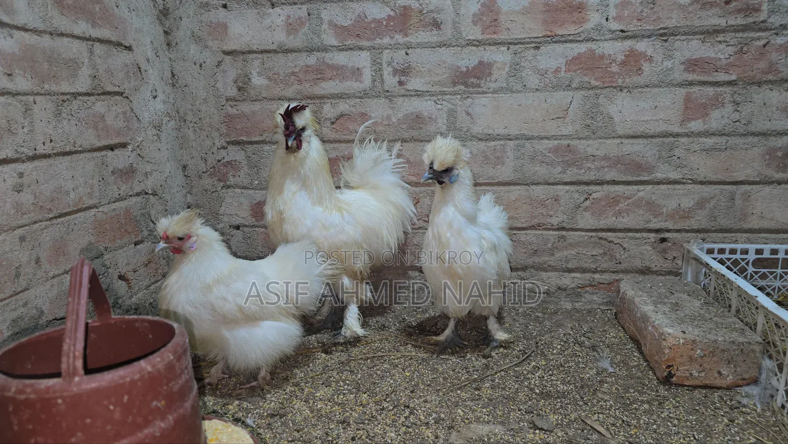 Silky Chicken