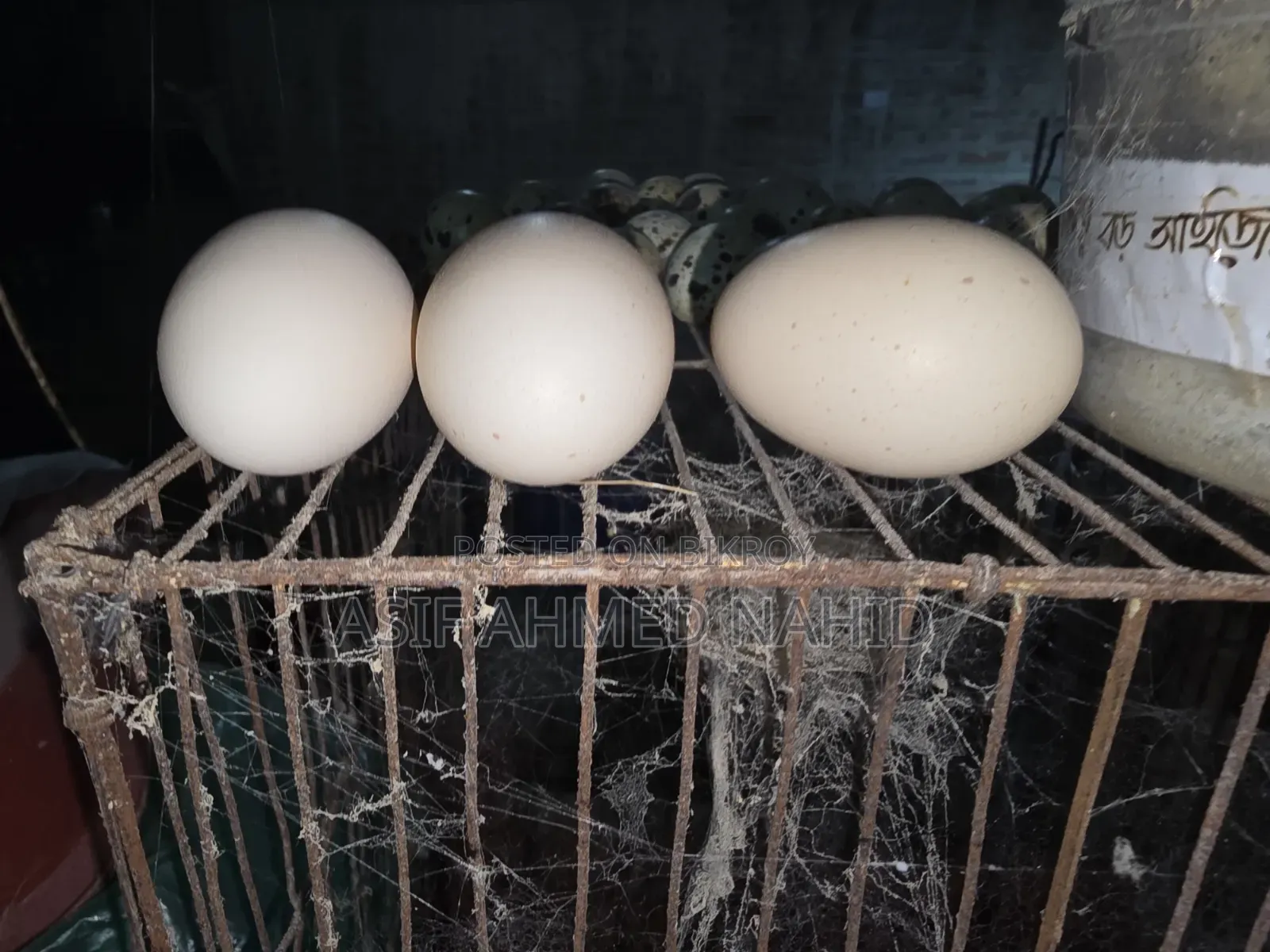 Silky Chicken