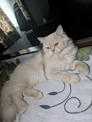 ১+ বছর বয়সী স্ত্রী বিশুদ্ধ পার্সিয়ান বিড়াল