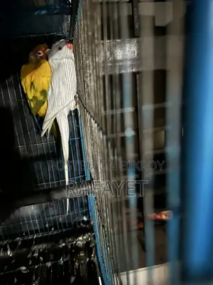 Albino Ringneck Parrot Female and Sun Conure Male