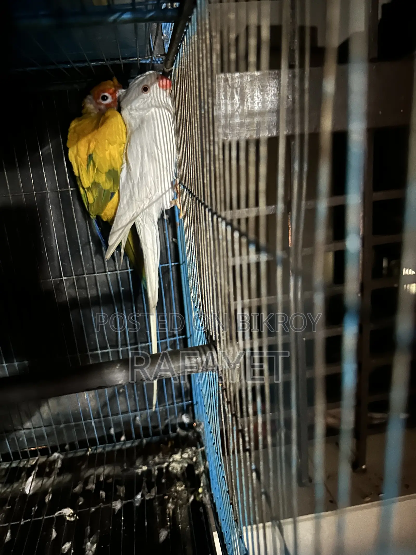 Albino Ringneck Parrot Female and Sun Conure Male