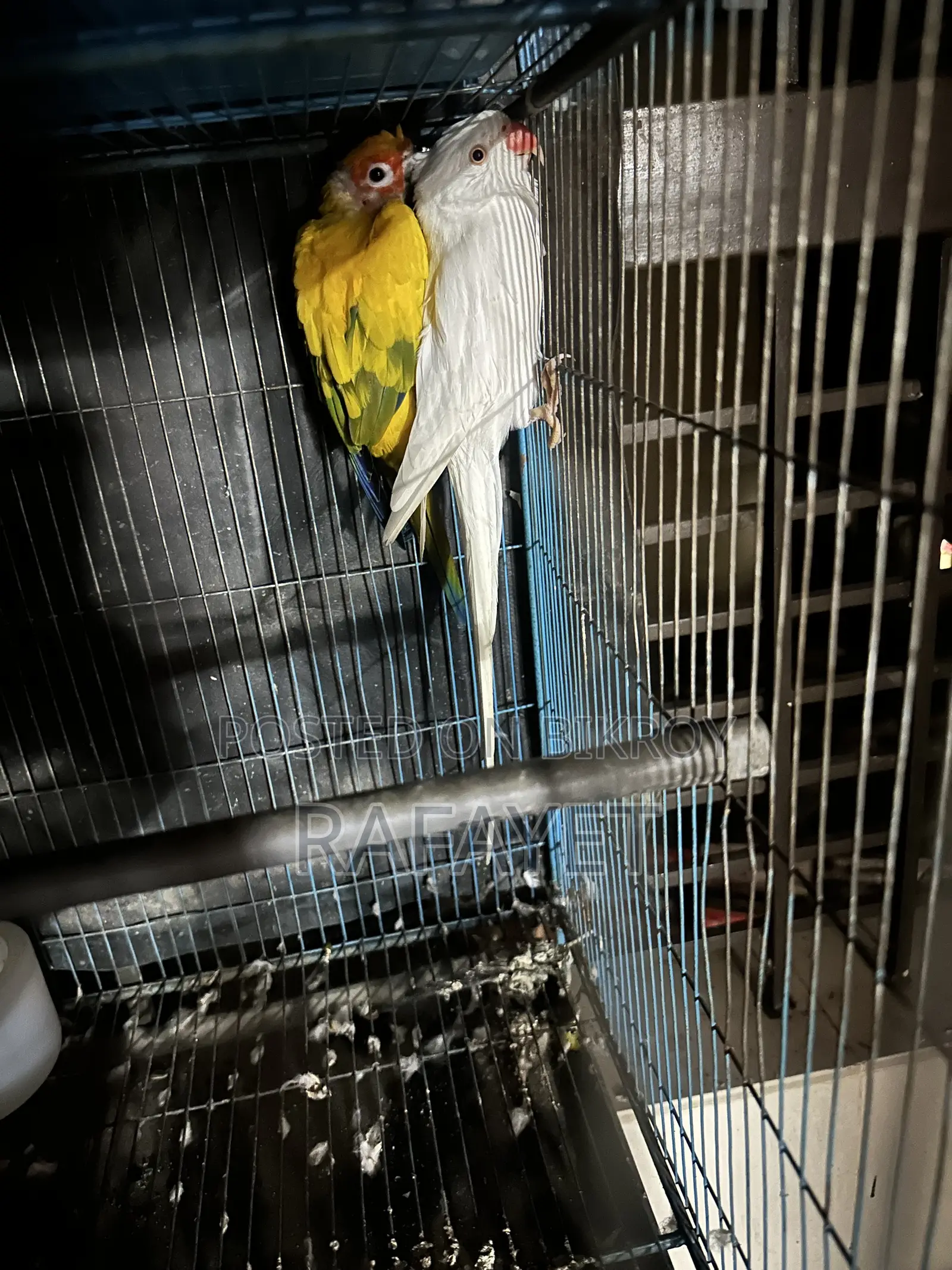 Albino Ringneck Parrot Female and Sun Conure Male