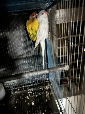 Albino Ringneck Parrot Female and Sun Conure Male