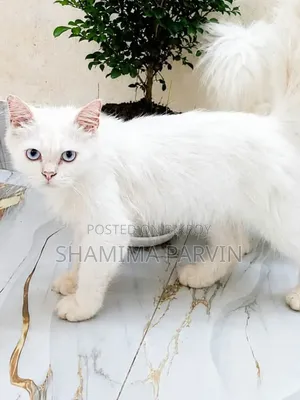 ৩-৬ মাস বয়সী ফিমেল পিওরব্রেড পার্সিয়ান