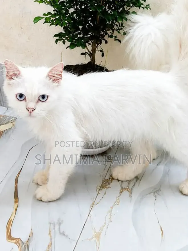 ৩-৬ মাস বয়সী ফিমেল পিওরব্রেড পার্সিয়ান
