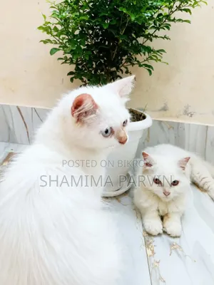 ৩-৬ মাস বয়সী ফিমেল পিওরব্রেড পার্সিয়ান