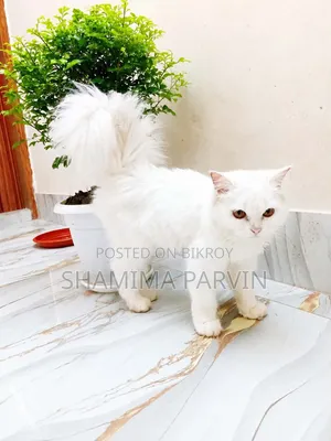 ৩-৬ মাস বয়সী ফিমেল পিওরব্রেড পার্সিয়ান