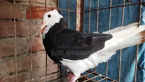 Rajgolla New Adult Female