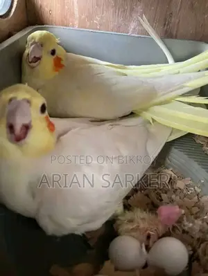 লুটিনো ককটেল
