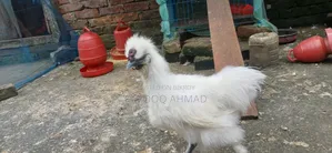 Silky Chicken