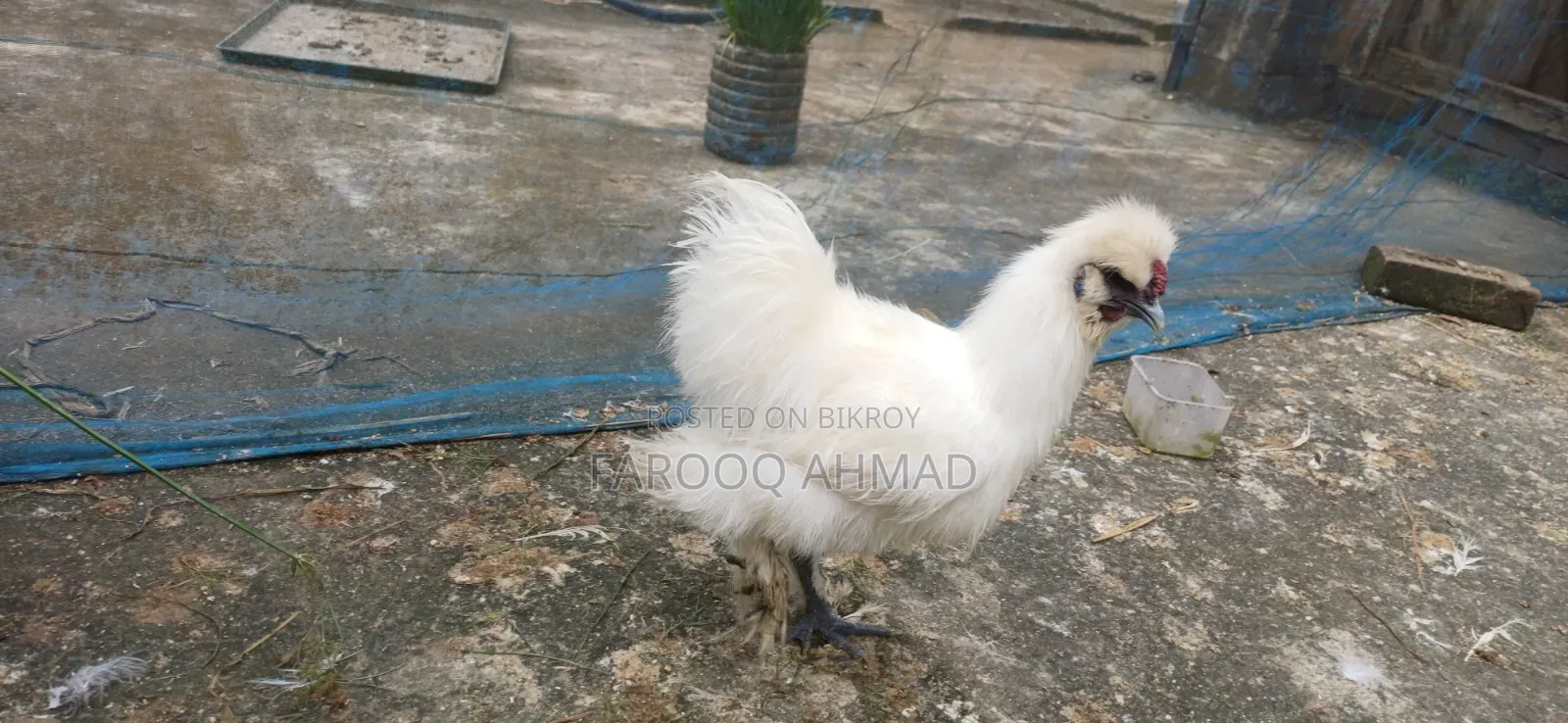 Silky Chicken