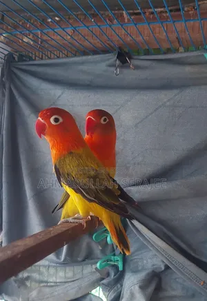 Love Bird Ewing Opaline Fischer