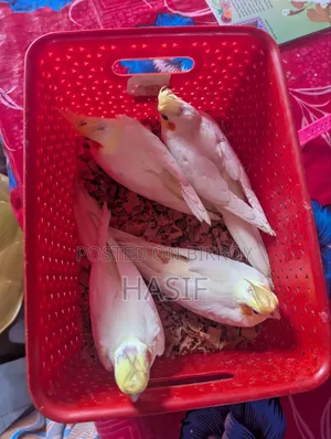 ককটেল টেম বাচ্চা