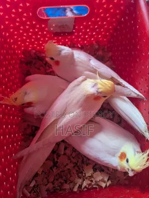 ককটেল টেম বাচ্চা