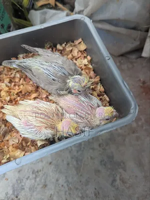 ককটেল টেম বাচ্চা