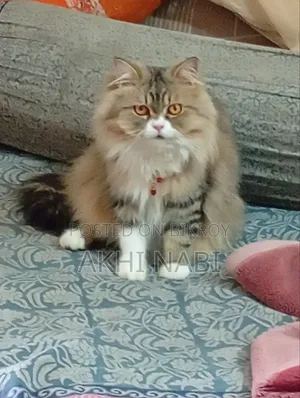 6-12 Months Male Purebred Persian