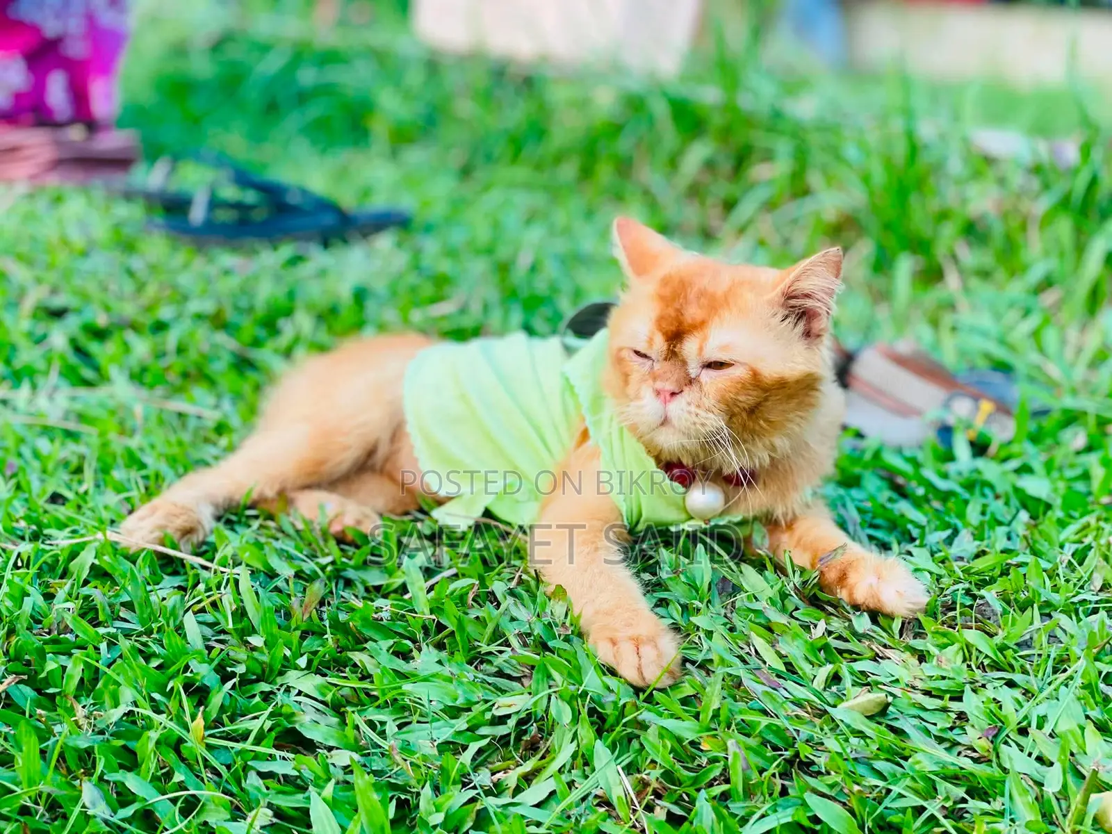 3-6 Months Male Purebred Persian Cat