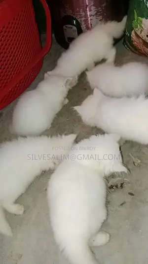1-3 Months Female Purebred Persian