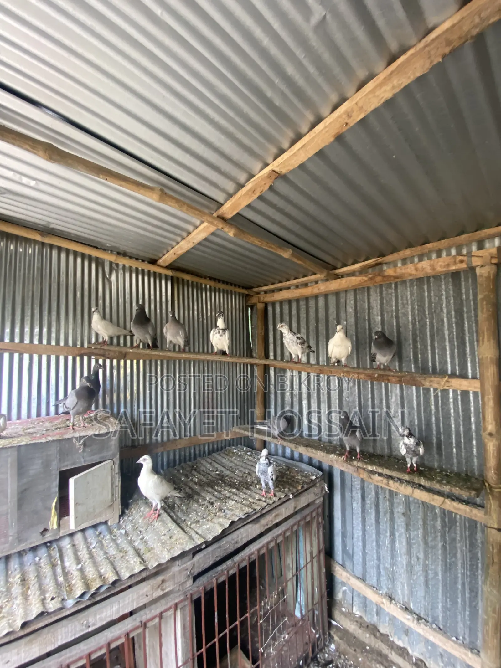 Pigeons for sale