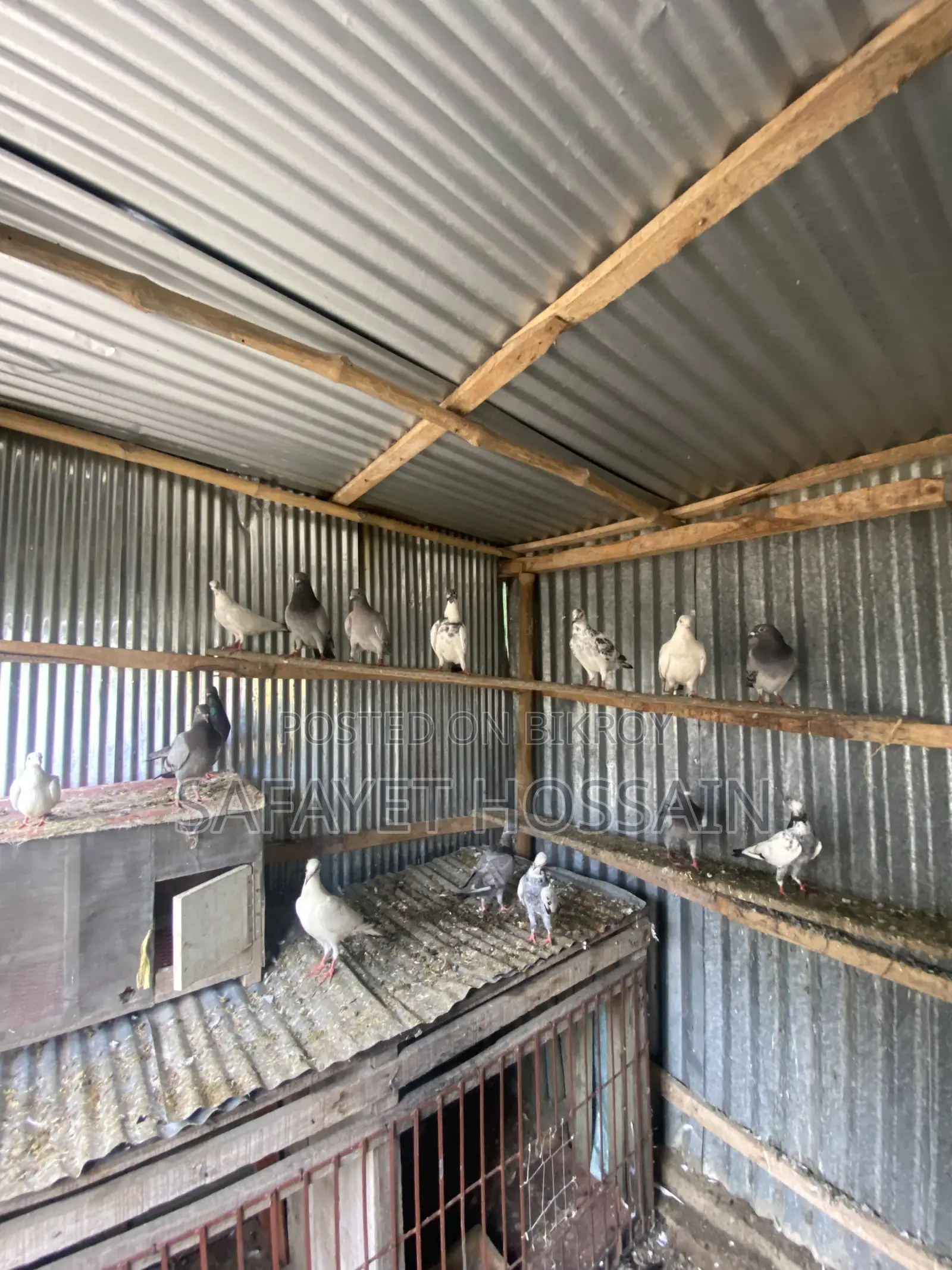 Pigeons for sale