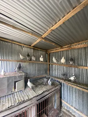 Pigeons for sale