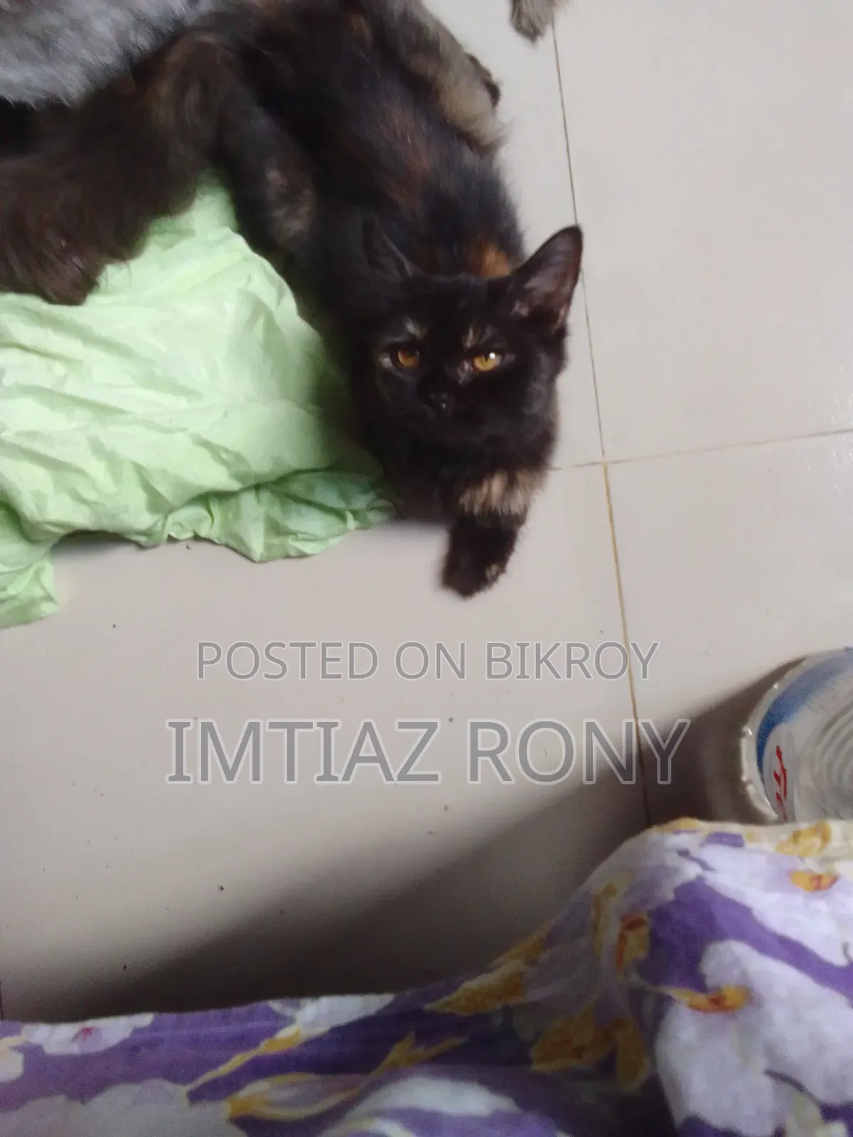 ১-৩ মাস বয়সী ফিমেল মিক্সড ব্রিড পার্সিয়ান