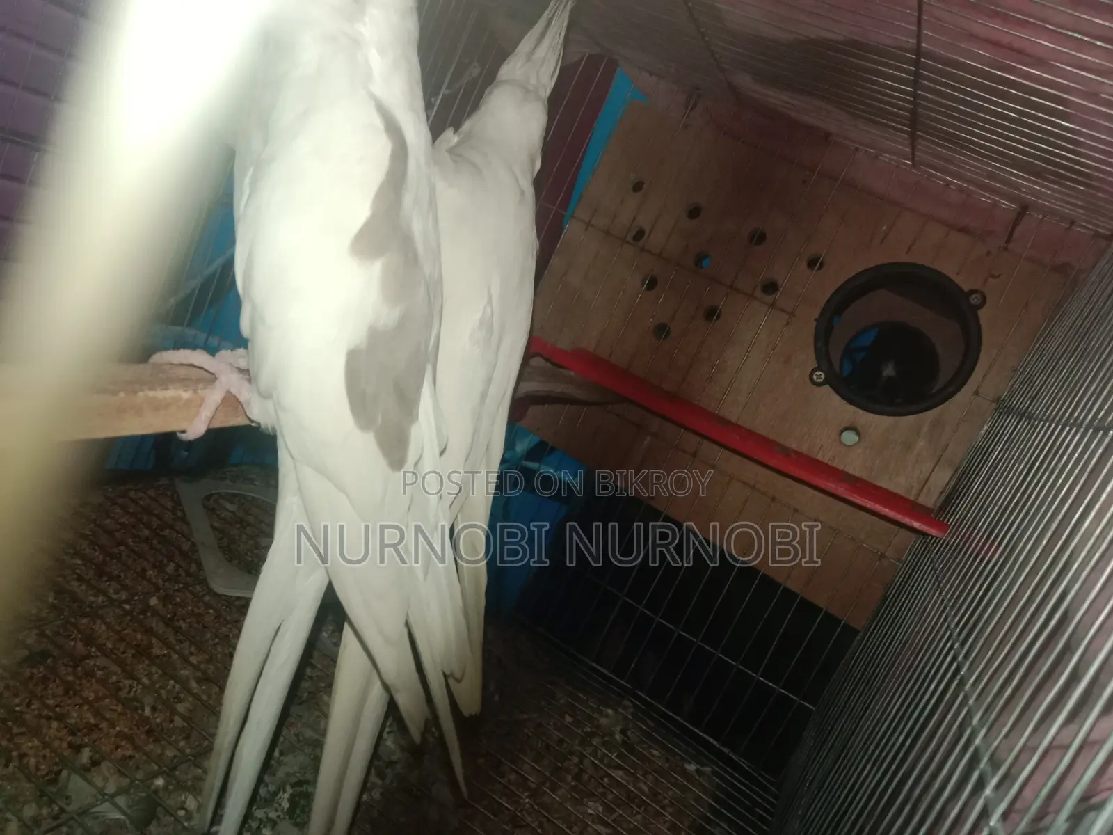 সাদা ককাটেল বিক্রির জন্য এক জোড়া, ১টি সম্পূর্ণ সাদা এবং ১টি কালো ও সাদা কম্বো