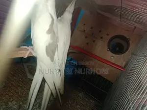 সাদা ককাটেল বিক্রির জন্য এক জোড়া, ১টি সম্পূর্ণ সাদা এবং ১টি কালো ও সাদা কম্বো