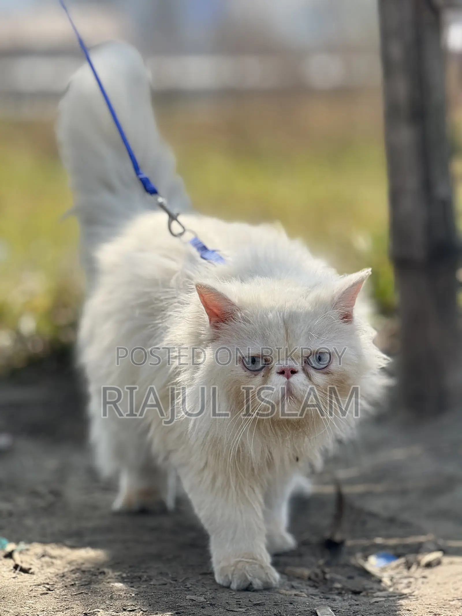 1-3 Months Male Purebred Exotic
