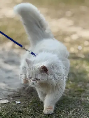 1-3 Months Male Purebred Exotic