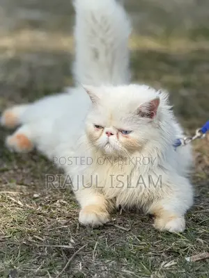 1-3 Months Male Purebred Exotic