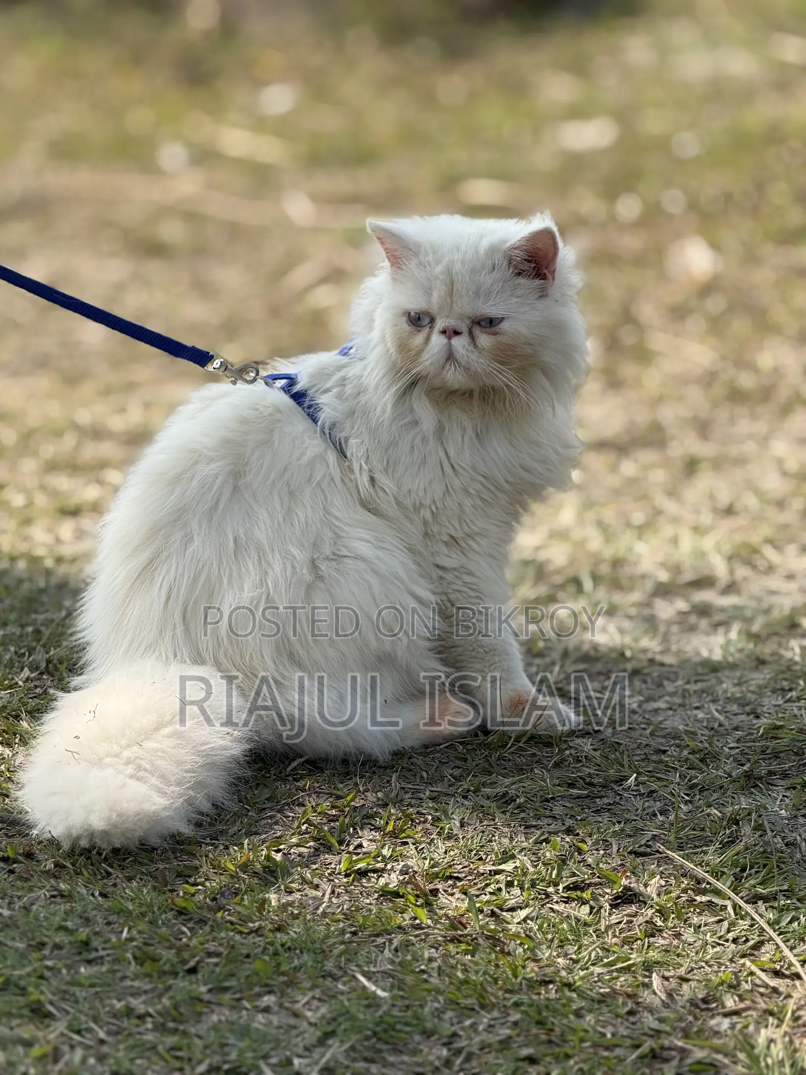 1-3 Months Male Purebred Exotic