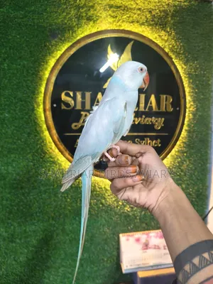 রিংনেক টিয়া পাখি
