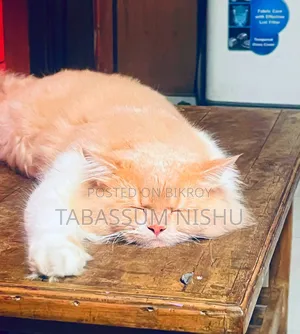 ১ বছরের বেশি বয়সী পুরুষ বিশুদ্ধ পার্সিয়ান বিড়াল