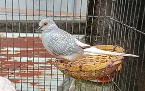 ডায়মন্ড ডাভ