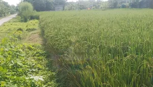রোডের পাশে জমি কিনুন
