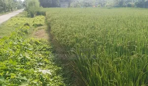 রোডের পাশে জমি কিনুন