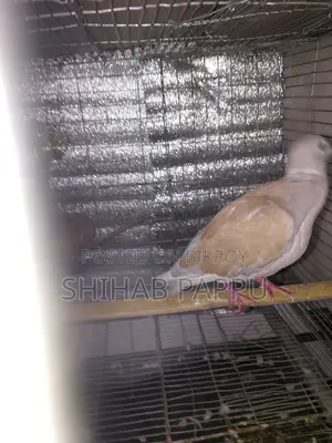 ঘুঘু