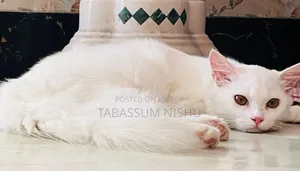 ৬-১২ মাস বয়সী পুরুষ মিশ্র জাতের পার্সিয়ান বিড়াল