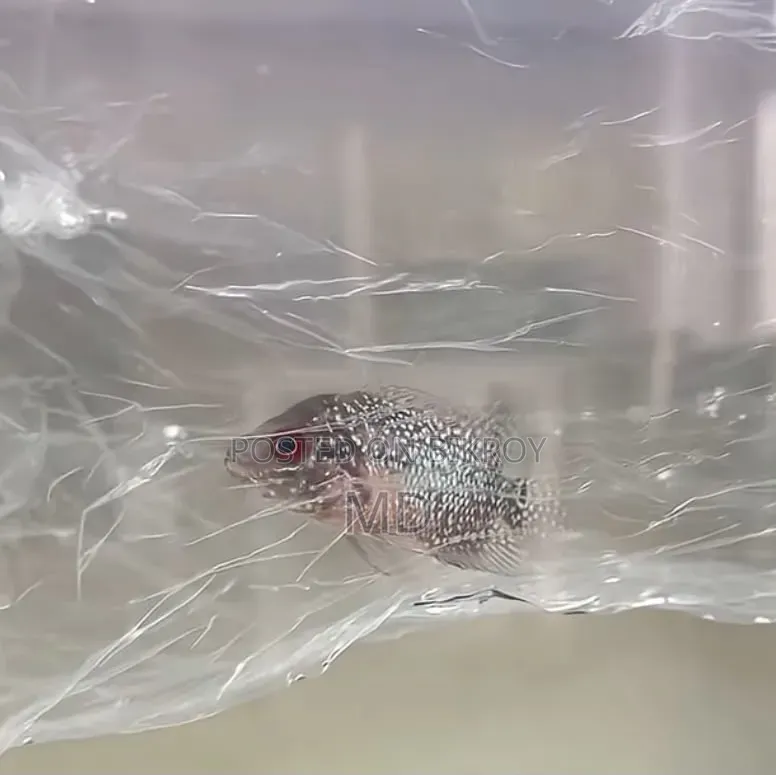 Monster Fish Baby Flowerhorn