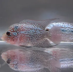 Monster Fish Baby Flowerhorn