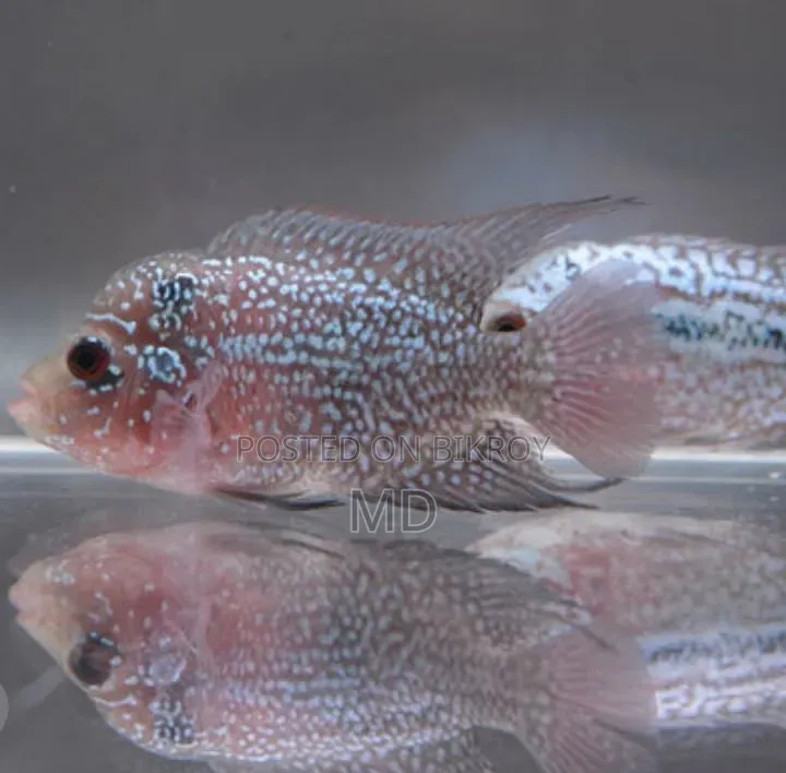 Monster Fish Baby Flowerhorn